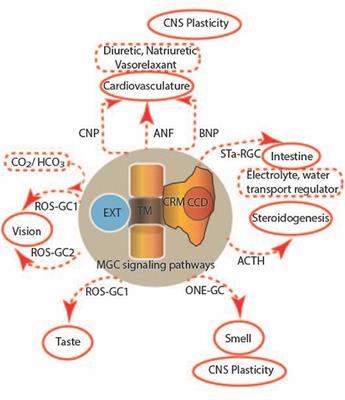 Editorial: Multi-limbed membrane guanylate cyclase cellular signaling pathways